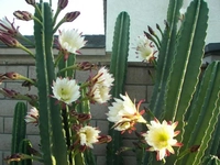 Cereus Yetiştirilmesi Cereus Yetiştirilmesi