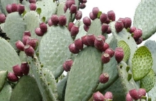 Kaktüs Dikeni Nasıl Çıkarılır? Kaktüs Dikeni Nasıl Çıkarılır?