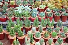 Kaktüs Nasıl Bakılır? Kaktüs Nasıl Bakılır?