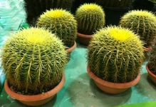 Kaktüs Sulama Nasıl Yapılmalıdır? Kaktüs Sulama Nasıl Yapılmalıdır?