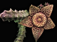 Leş Kaktüsü Türleri ve Özellikleri Leş Kaktüsü Türleri ve Özellikleri