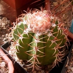 Melokaktüs Molekaktüsün Bazı Önemli Özellikleri Melokaktüs Molekaktüsün Bazı Önemli Özellikleri