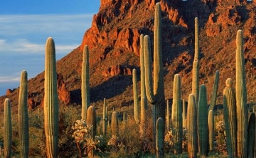 Çöl Kaktüsü Türleri ve Özellikleri Çöl Kaktüsü Türleri ve Özellikleri