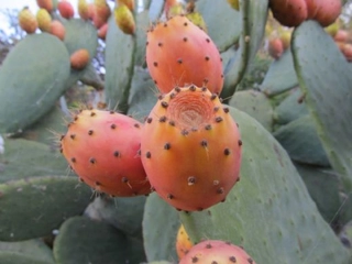 Kaktüs Meyvesi Nasıl Yenir? Kaktüs Meyvesi Nasıl Yenir?