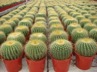 Kaktüs Tohumu Nasıl Dikilir? Kaktüs Tohumu Nasıl Dikilir?